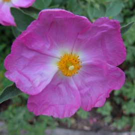 cistus